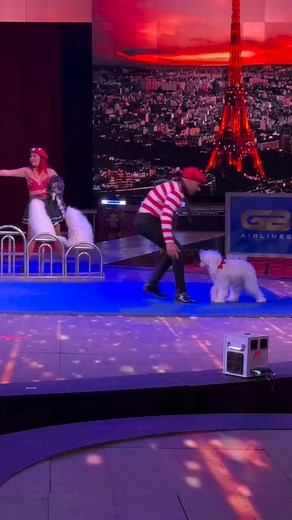 Puptastic flips!!! 🤩✨🐾✨ Recently witnessed an amazing performance by the Back Flipping Dogs at the Garden Brothers Circus! This fluffy white pup did three incredible backflips across the stage, and it was absolutely mesmerizing. The best part? The owner picked him up for a heartwarming hug right after. 🐶💖 Such talent and joy in one show! Don’t miss out on seeing these incredible dogs in action. They bring smiles and excitement to everyone watching. 🎪 #GardenBrosCircus #BackFlippingDogs #Dog