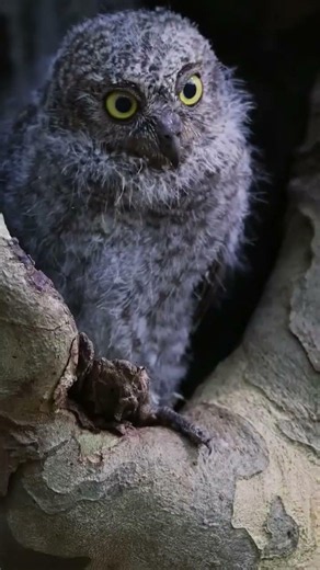 The Cutest Owl Secret Hidden Inside This Tree Hollow!