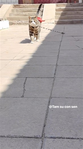 Không có con mèo nào bị xích oan đâu 🙂 | Tâm sự con Sen
