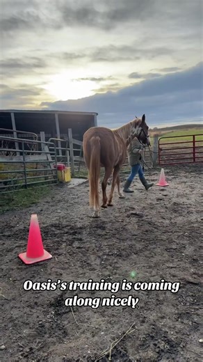 Each training session is different & Oasis is learning so much. He has a playful personality & big willingness to connect learn with me. We are training each other, really. 🧡