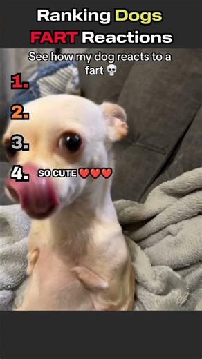 Ranking Dogs Fart Reactions