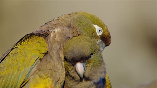 See the last refuge for burrowing parrots