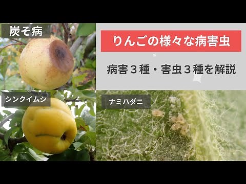 りんごの病害虫解説（病害３種・害虫３種）