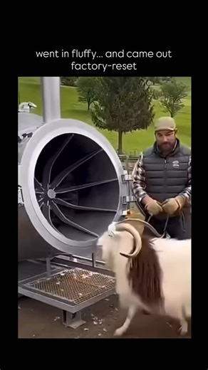 Global Trending Reels on Instagram: "This viral video shows an automated sheep-shearing machine that looks straight out of sci-fi. A fully wool-covered sheep is gently loaded into a spinning cylindrical machine, and in less than 10 seconds, it comes out completely sheared. All the wool is neatly collected below, while the sheep walks away bald and unharmed. The post uses a funny caption, joking that the sheep goes in “horned” and comes out with “nothing,” which adds to the humor. The clip explod
