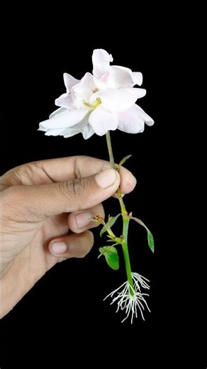 Using bud growing rose plant at home | Quick & effective guide