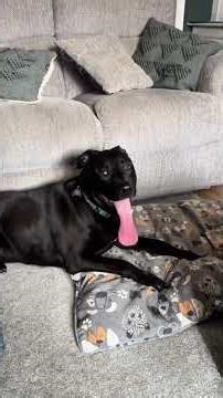 compilation vidéo drôle 🤣🤣