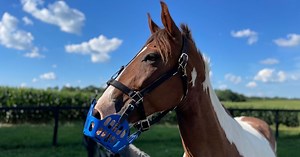 Greenguard Grazing Muzzle Sizing