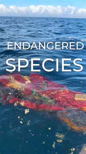 Every piece of plastic we pull helps our flippered friends thrive. This Endangered Species Day, we’re showing love to the sea turtles we’ve met on the job. Let’s keep cleaning, protecting, and fighting for the ocean they call home. | 4ocean