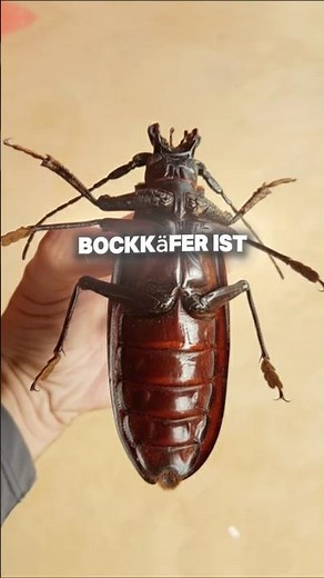 Die 7 größten Insekten der Welt #insekten #tierfakten