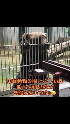 クマさんの鳴き声は想像と違った！