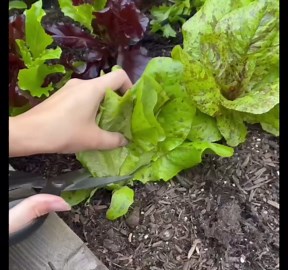 Romaine Lettuce Seedlings: Ready-to-Plant, Starts, Starters, Plugs, Garden Ready, Live Plants, Transplants, Pre-Sprouted, Soil & Hydroponic Gardens (6 seedlings)