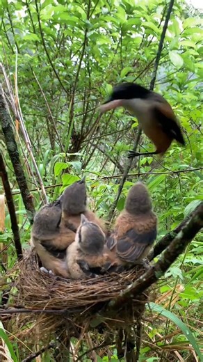 Mom's Clever Division: How a Family of Animals Share Food