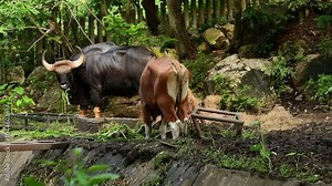4K video of a male Gaur or Bos gaurus, a protected wild animal in Thailand, being raised in a zoo.