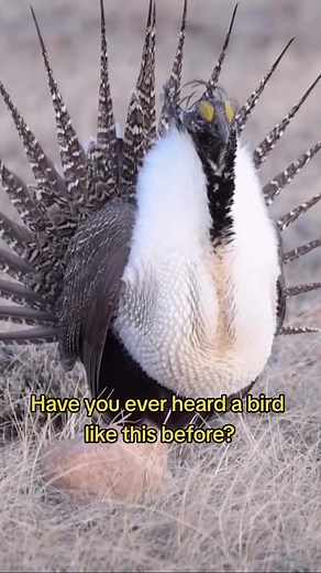 Sage Grouse Male Bird Attracting Mate | Bird Sounds and Behavior