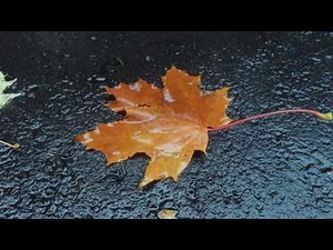 Nỗi Đau Muộn Màng - Ngô Thụy Miên - Thu Hương