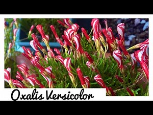 Oxalis Versicolor ( Planta do meu jardim )