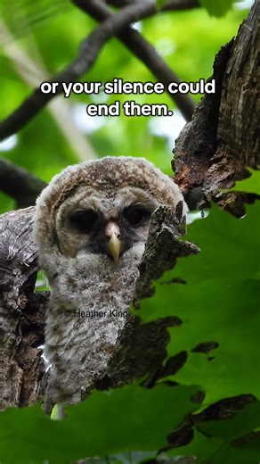 You can’t claim to love owls and ignore a massacre. Tomorrow’s webinar could save them—or your silence could end them. “Animal Wellness Action” is hosting this webinar tomorrow night, you will need to make your reservation via them or the way in I show you at the end of the video get ready to print screen. You can’t claim to love nature and ignore a massacre. Tomorrow’s webinar could save them—or your silence could end them. #SaveTheOwls #BarredOwl #SpottedOwl #AnimalWellnessAction #TheeOwlQueen
