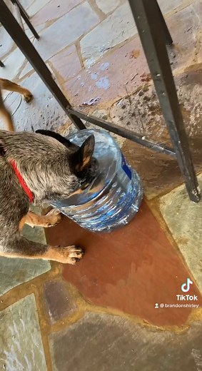 RIP to the sweetest soul💙 i wanna see if this will go viral again in honor or Rockys passing. Uncle brandon loves and misses you buddy❤️ #blueheeler