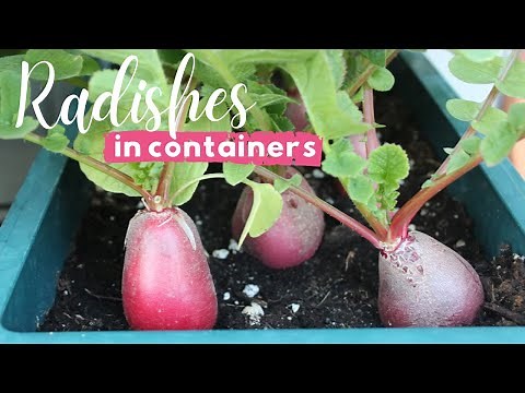 Growing Radishes in Containers | Seed to Harvest