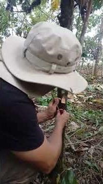 El ingeniero enseñando a como realizar un injerto varetas de cacao super arbol 2 #injertos #cacao