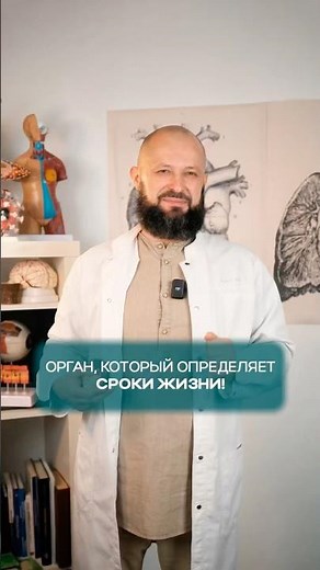 🔹 What organ largely determines life expectancy?