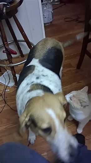 Randy Whitfield❌️❌️ (@randyplowboy)’s videos with original sound - Trey.AMN.shop