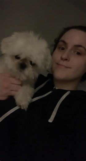 Riley misses being an only dog 🐕 #dogshorts #cute #cuteanimals #puppy #shorkie #shihtzu #yorkie