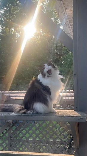 🔉Cat Responds to Owners Greeting 😲 MaineCoonCapers #catchannel #meow #catshorts