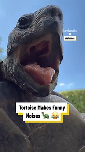 Tortoise Makes Funny Noises 🐢 😂 | Lovimals