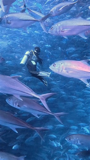 🐟🐟 Rodeado 🐟🐟 El video del día lo capturó IG: kylejacob37 en Cabo Pulmo 🇲🇽🤿 #GoPro #GoProMX #Mexico #Buceo #Diving | GoPro
