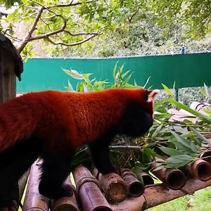4.1K views · 190 reactions | Feeding time for the red pandas! The only species of its kind in the world, the animal is often referred to as the Firefox or Lesser Panda and is up to 120cm in length, including an impressive tail of up to 60cm long. www.fotawildlife.ie | Fota Wildlife Park | Facebook