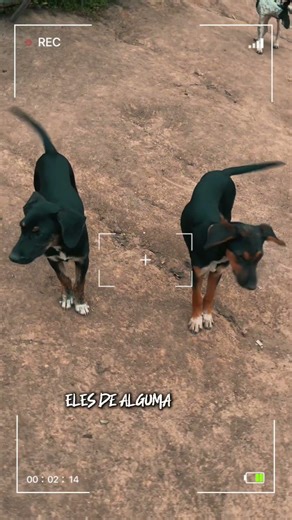 OS CACHORROS ME AVISARAM! 😰 *vejam só oque é*
