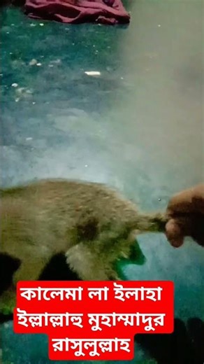 কালেমা লা ইলাহা ইল্লাল্লাহু মুহাম্মাদুর রাসুলুল্লাহ #abaya #foryou #islamicvideo #viralvideo #reels