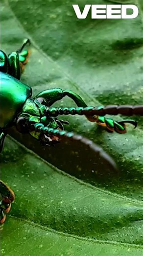 The Beetle That Shoots Fire?! 😱🔥 #Shorts #Science