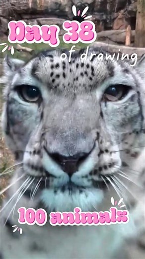 These cats can FLY?! Drawing Snow Leopard for Day 38✨ #artshorts #art #animalart #animalshorts