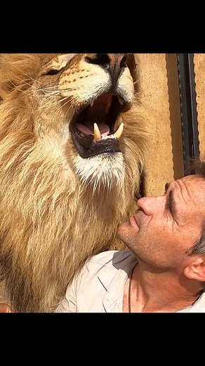 4.4M views · 150K reactions | George the LION says 'Hello.' #cat #wildlife #nature | Kevin Richardson | Facebook