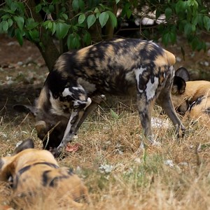 🐾 Join us on an unforgettable adventure with the African Painted Hunting Dogs and their dedicated keeper! 🌿 Discover the secrets of this incredible, family-oriented species as we delve into their fascinating world. 🦴 Get up close and personal with the pack as we throw them some nourishing treats, witnessing their playful interactions and unique behaviors firsthand! 📅 Available every Tuesday and Saturday at 11am. Don't miss out on this rare opportunity to connect with nature's most captivatin