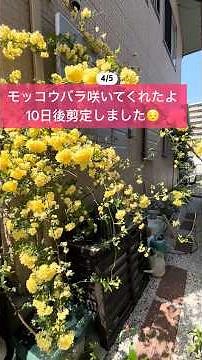 《モッコウバラ切るなら今‼️花後すぐに切る‼️》今年は早めに剪定💦