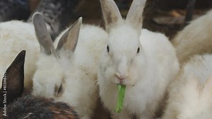 Close up rabbit which their fluffy ears and curious eyes add charm to their natural habitat, purposes or to evoke the spirit of Easter and importance of wildlife conservation.