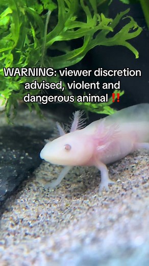 El axolote: el depredador temible que tropieza