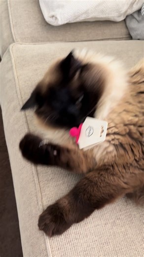 Even the cat is rocking Archie Bear #catsoftiktok #ragdoll #rescuecat #Evie #brandrepresentative