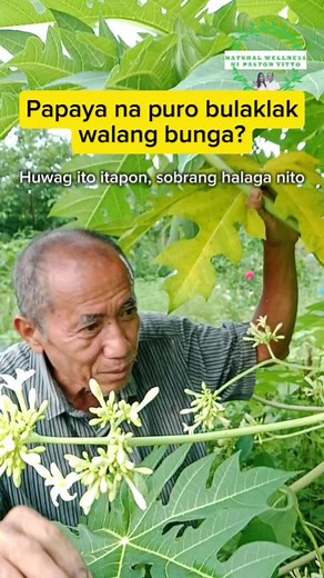 Benepisyo ng Bulaklak ng Papaya at Paano Gamitin