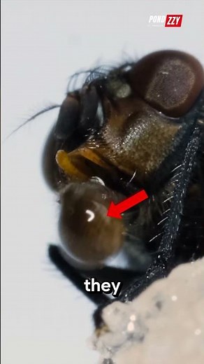 😱 How Do Flies Eat?