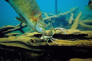 Smallmouth Bass-Amazing Underwater Video of Smallmouth Bass Feeding on Crayfish-Engbretson Underwater Photography