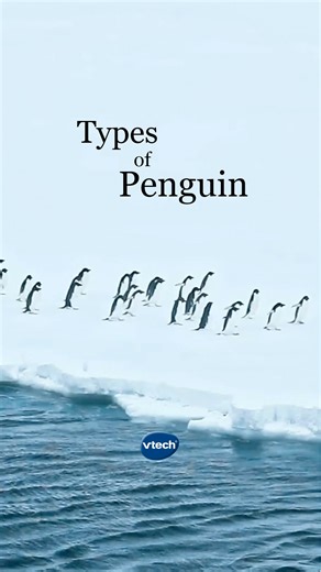 VTech Toys USA on Instagram: "Nature is full of wonders. 🐧 Happy Penguin Awareness Day! If you weren't aware before, you are now. #Penguin #penguintok #VTechToys #ItsMoreThanAToy #penguinawarenessday"