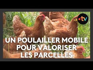 Agriculture: the mobile chicken coop, a way to make the most of your land