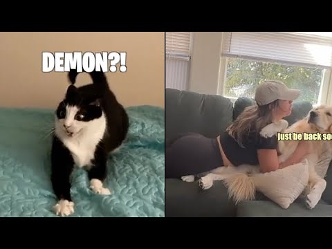 Best Animal Voiceovers - Ep. 29 (NEW)