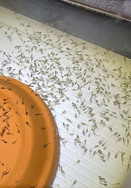 Raising Rams: Tips for Successful Fish Breeding