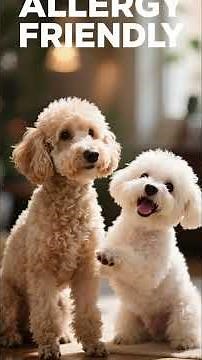 The 3 BEST Dog Breeds for First-Time Owners (and Apartment Living!)