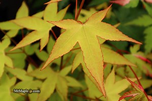 Acer oliverianum 'Hot Blonde' Golden Japanese Maple